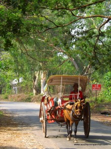 myanmar horse